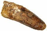 Fossil Spinosaurus Tooth - Real Dinosaur Tooth #327896-1